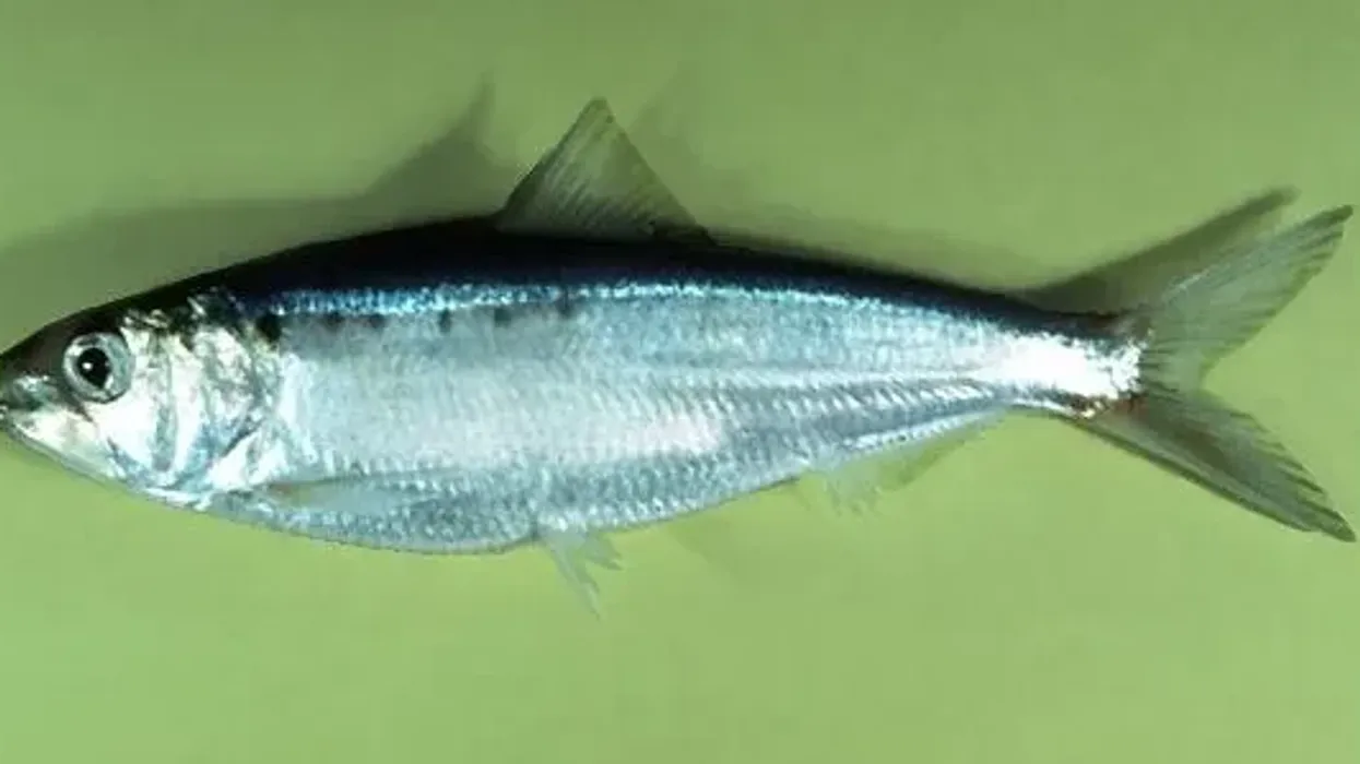 American shad facts about the fish that plays an important role in the ecosystem.