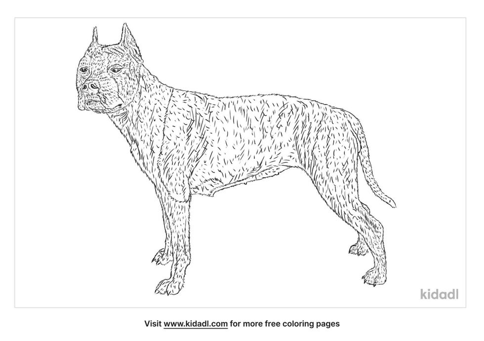 American Staffordshire Terrier Coloring Page facts