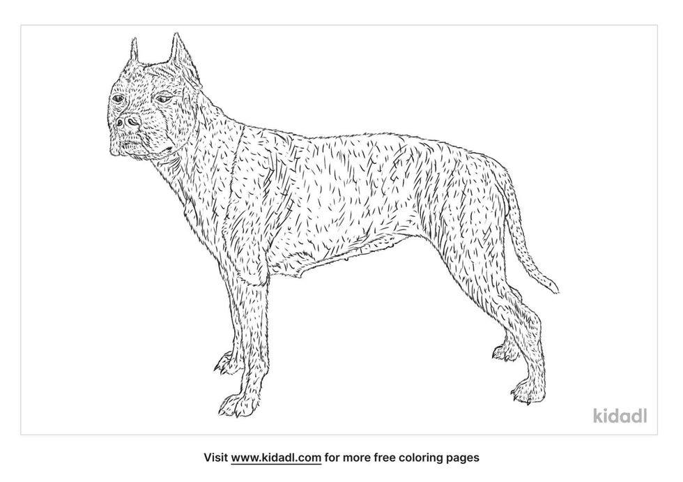 American Staffordshire Terrier Coloring Page facts