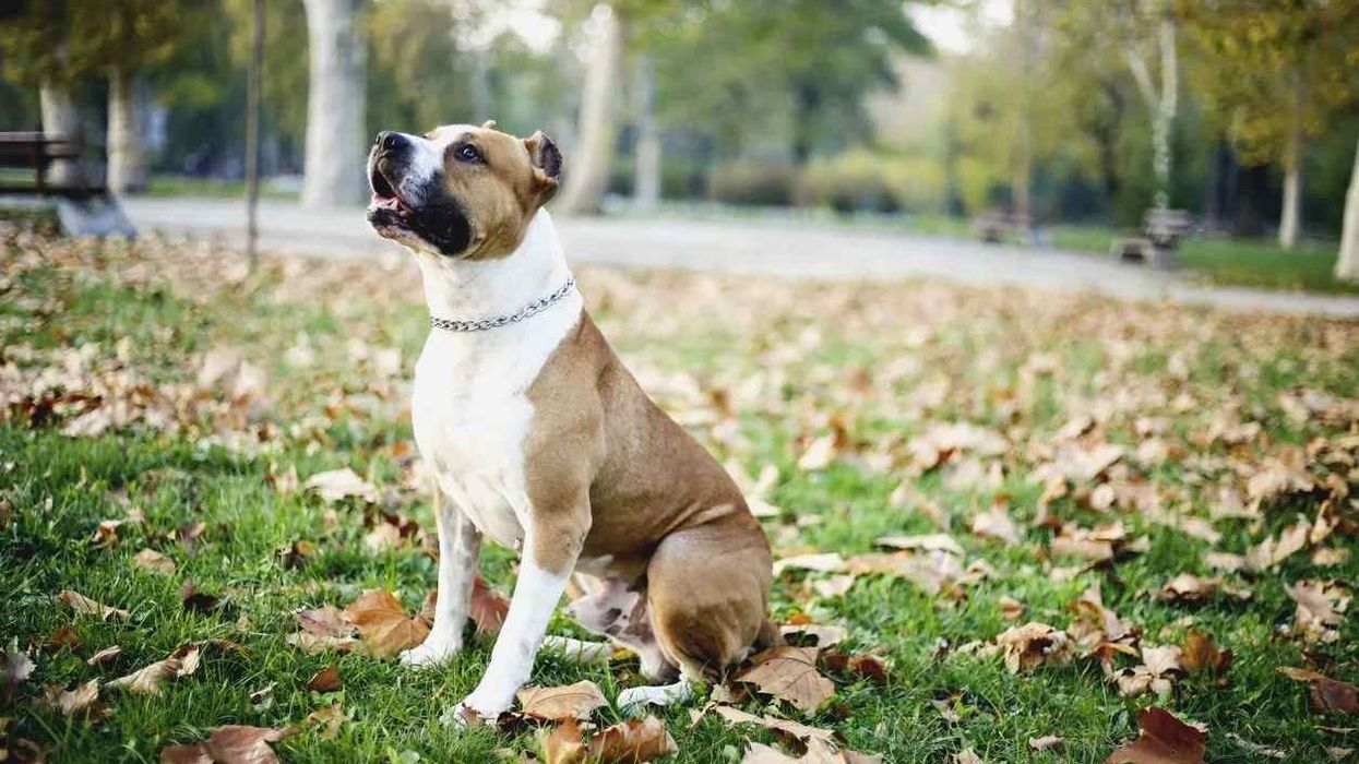 American Staffordshire Terrier Facts are great for kids.