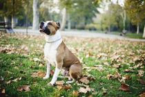 American Staffordshire Terrier Facts are great for kids.