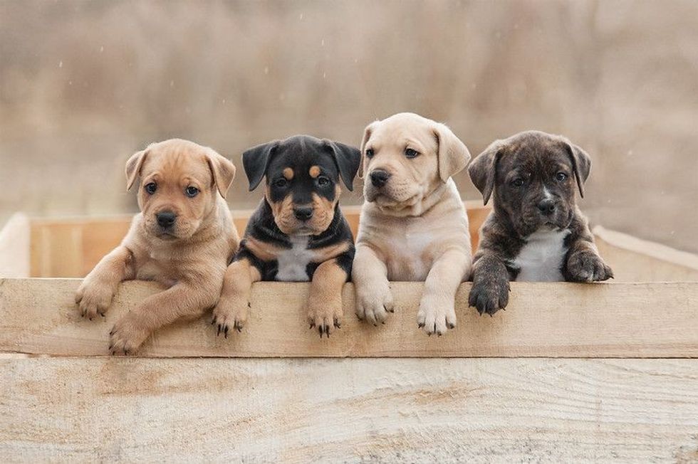 American Staffordshire terrier puppies sitting in a box.