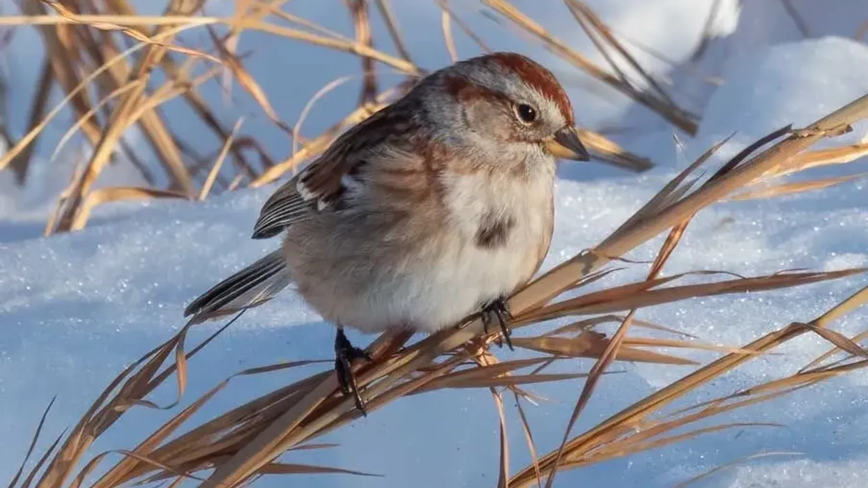 American tree sparrow facts about a breed of North American birds.
