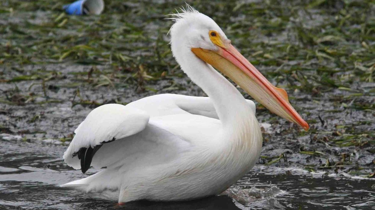 American White Pelican Fact File