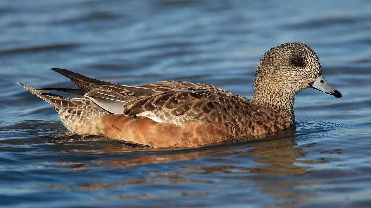 American wigeon facts about the birds of North America.