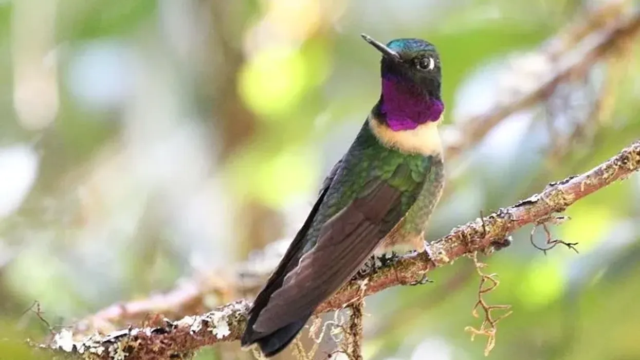 Amethyst-throated hummingbird facts you can tell your kids