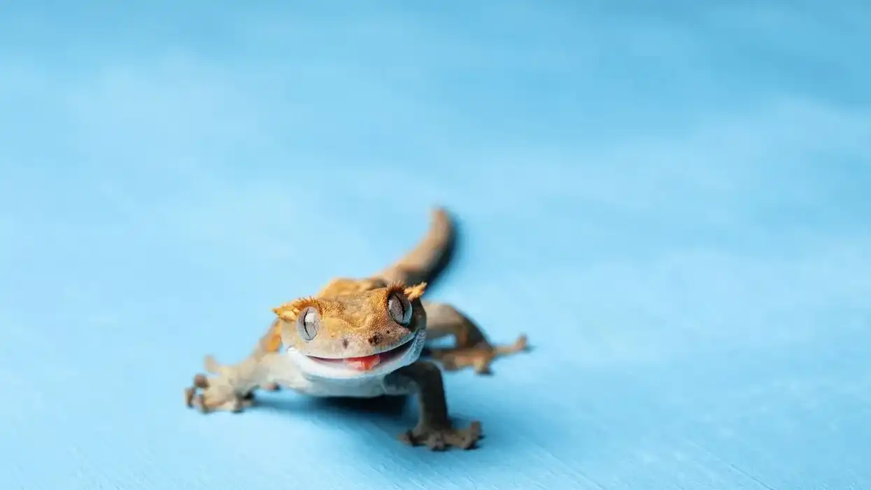 Among facts for geckos, Crested Gecko facts are interesting.