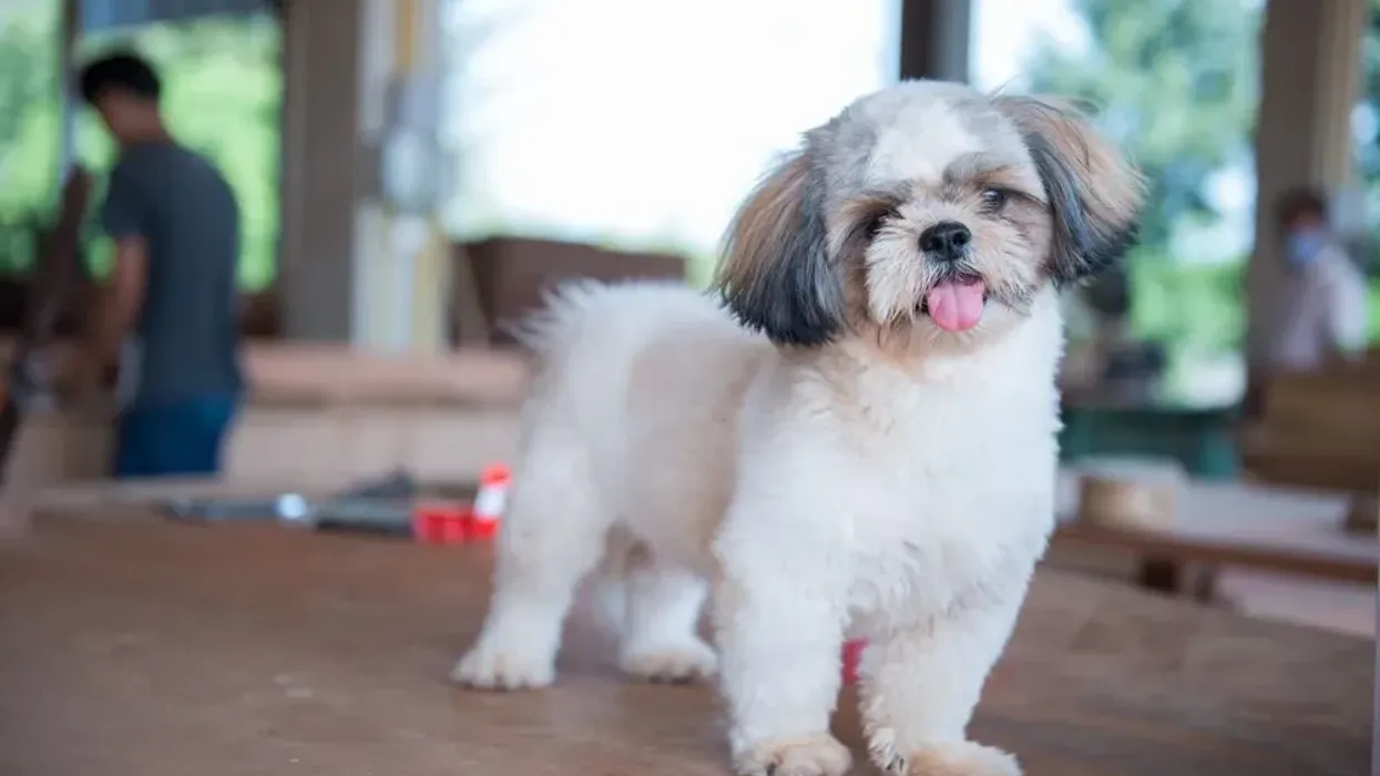 Among the Shih Tzu facts is that Shih Tzu's coat needs proper grooming so that it does not affect the dog.