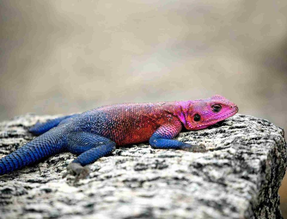 Amphibians and Reptile differences for kids.