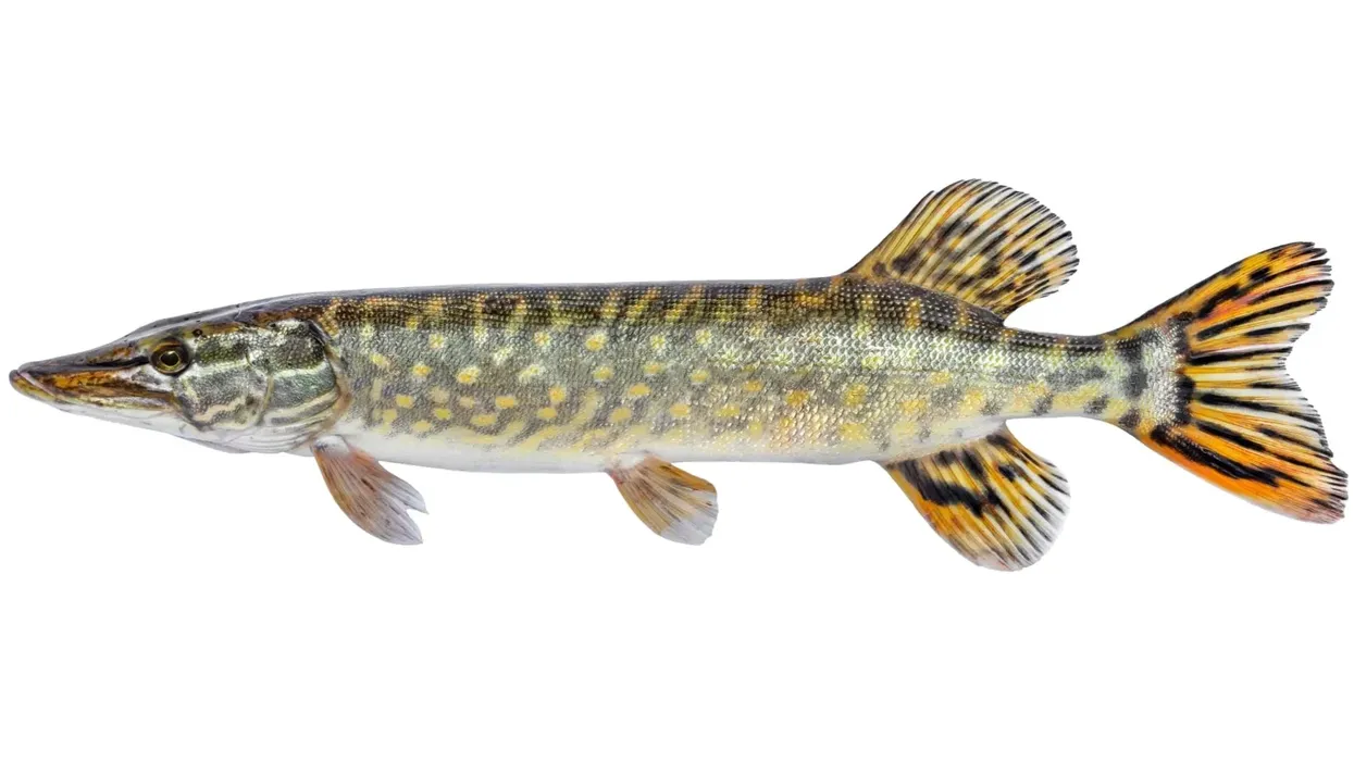 Amur pike facts we bet you didn't know.
