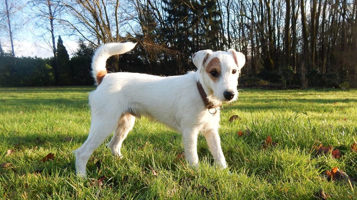 Amusing Parson Russell Terrier facts.