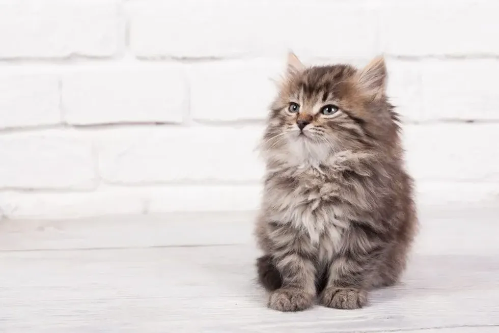 An adorable fluffy kitten sitting in front of white brick wall