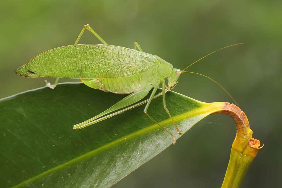 An adult long-legged katydid