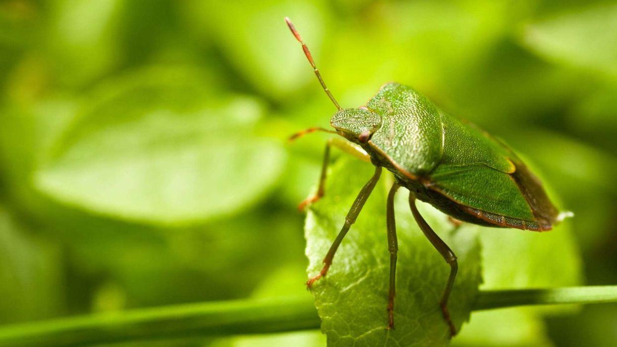 An adult Southern Green Stink Bug is bright green, whereas the Nymph Stink Bugs are usually black and red in color.