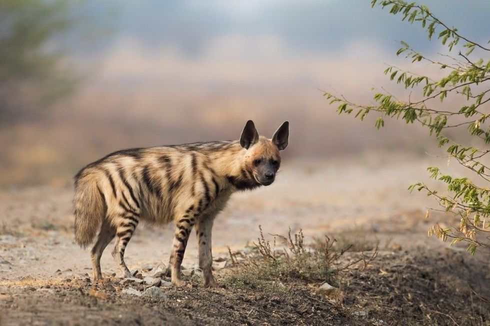 50+ Hyena Names From Myths And Fiction, As Well As Ideas To Inspire You