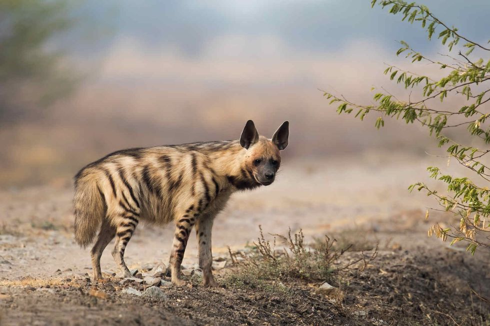 An adult Striped Hyena standing in open dry desert.