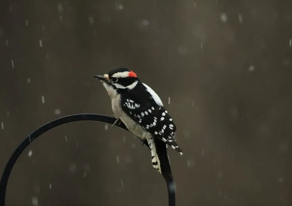 An amazing fact about the birds of Minnesota is that the downy woodpecker is mostly black and white in color.