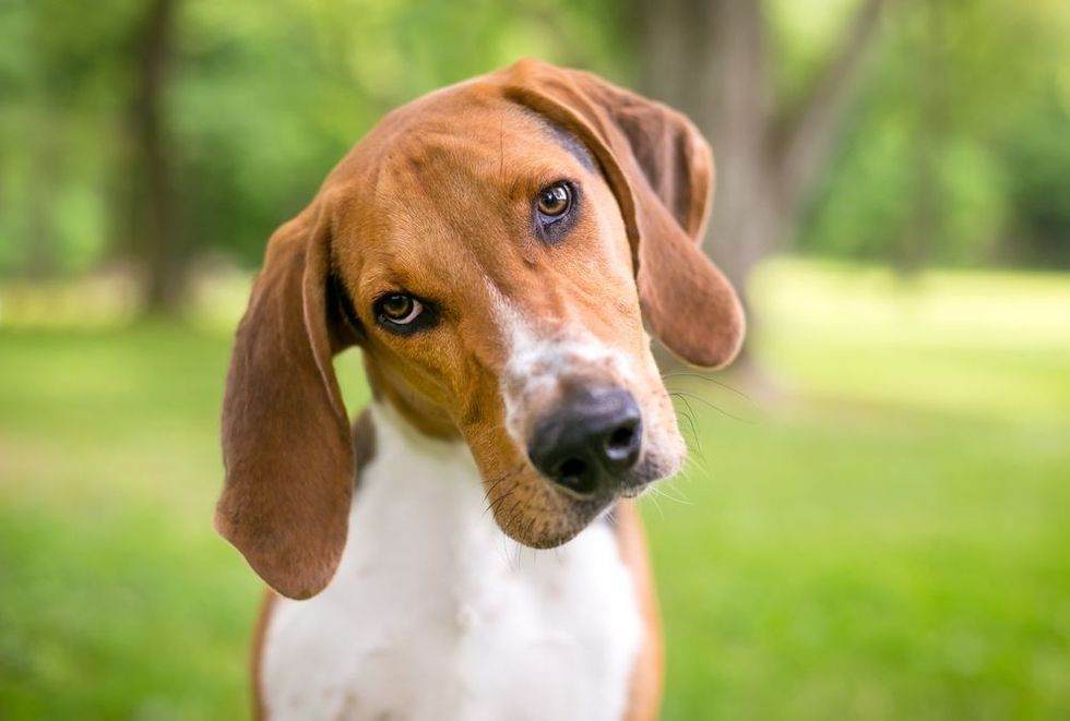 An American Foxhound dog with large floppy ears looking at the camera with a head tilt.