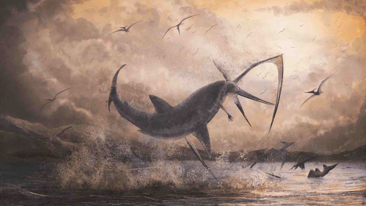 An animated image of the Cretoxyrhina capturing prey.