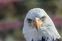 An eagle is a symbol of strength.