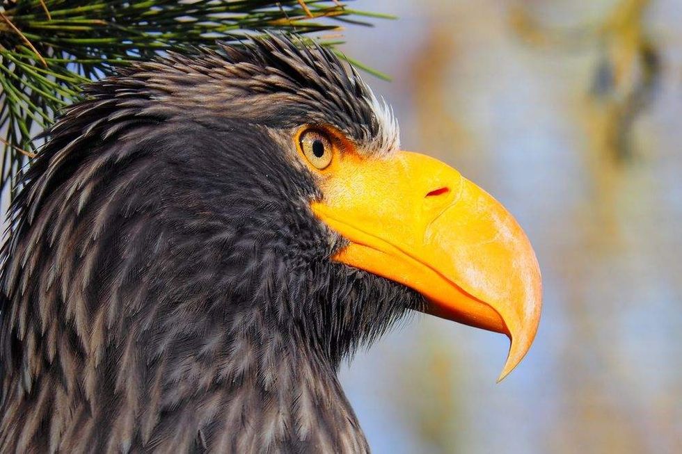 An eagle with big yellow eyes and beak.