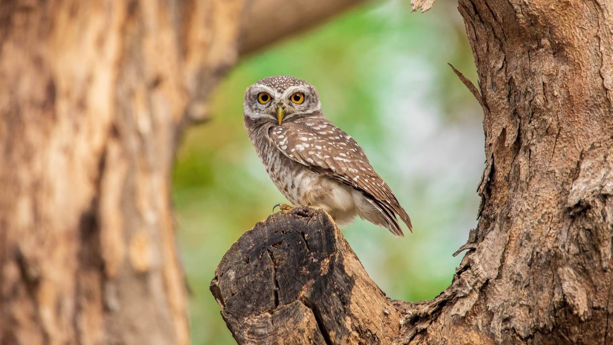 An image of a brown owl with white stripes on a tree trunk.