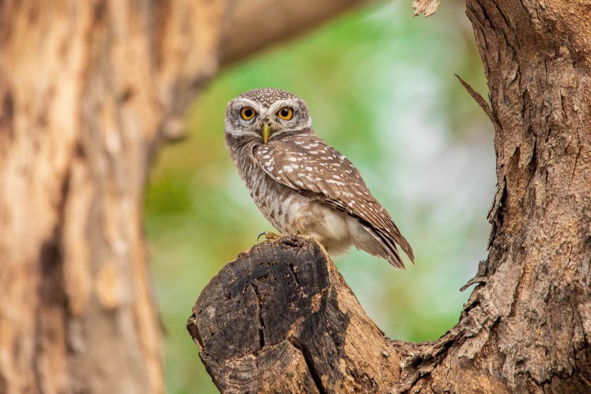 An image of a brown owl with white stripes on a tree trunk.