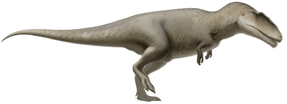 An image of a Carcharodontosaurus on a white backgrounds.