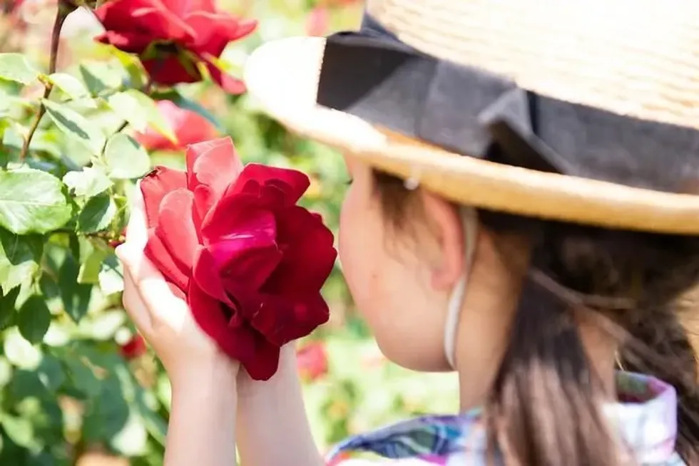 An  image of a girl wearing  a hat and holding a fuchsia pink rose flower to her nose
