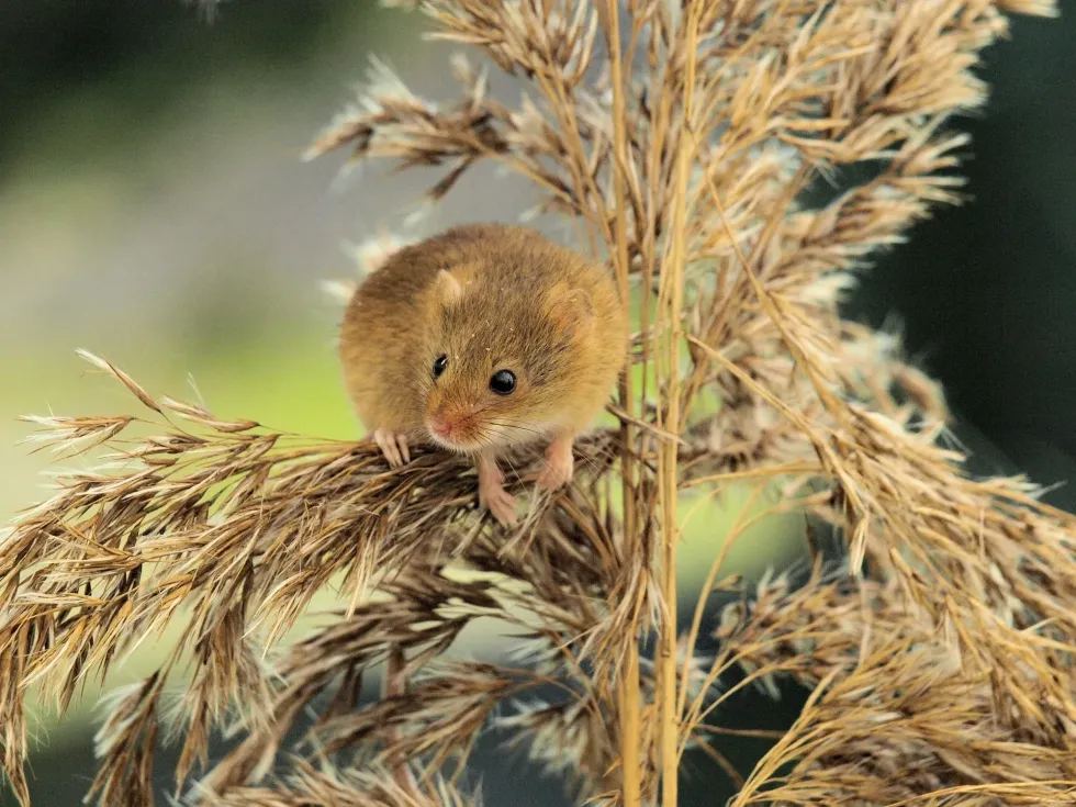 An image of a mouse sitting on the branch of a dried palm grass