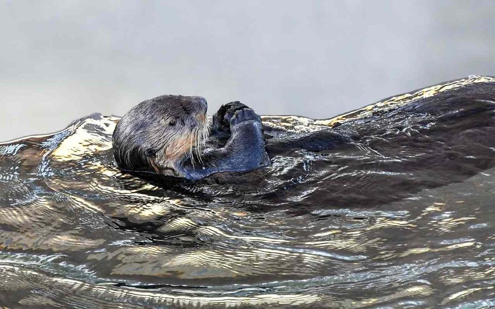 An image of a sea otter- a marine mammal!