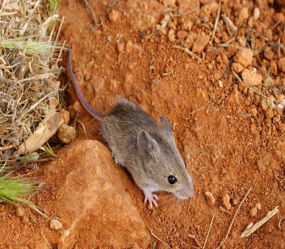 An image of an outdoor mouse on a clay sand