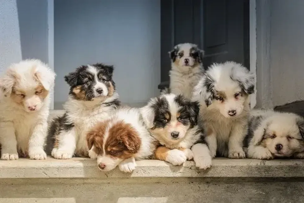 An image of puppies, capturing moments that inspire boys and unique names for girls and pets.