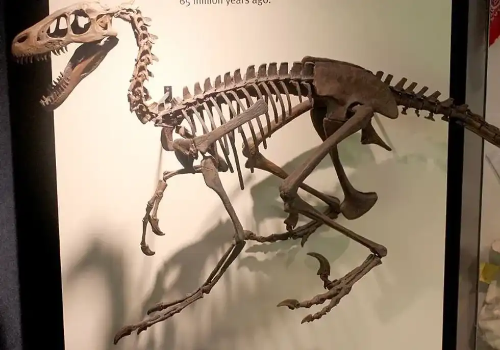 An image of the Dromaeosaurus' skeletal remains.