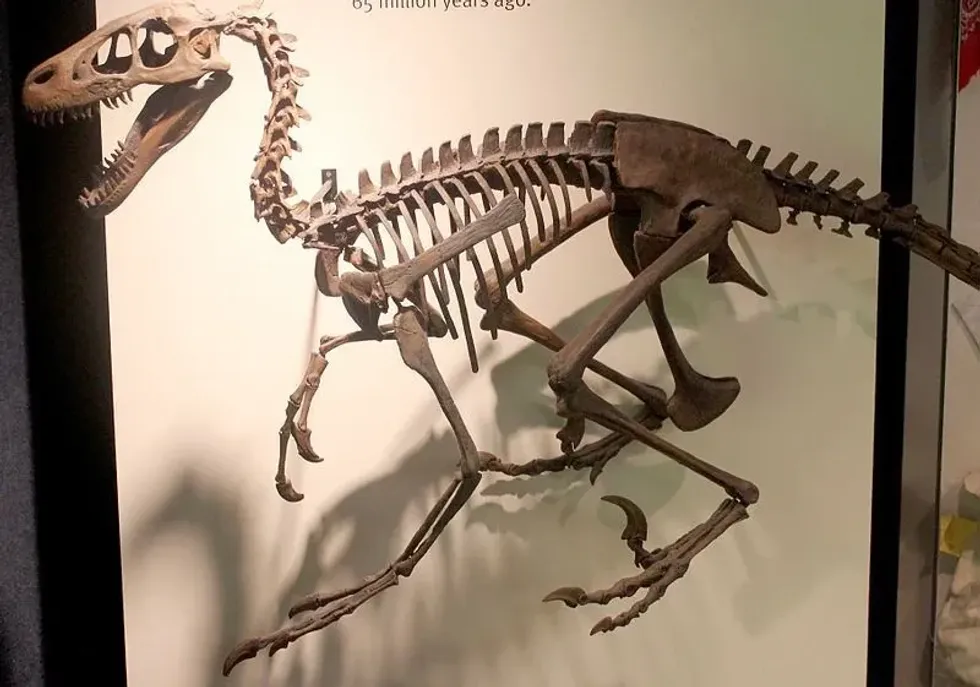 An image of the Dromaeosaurus' skeletal remains.
