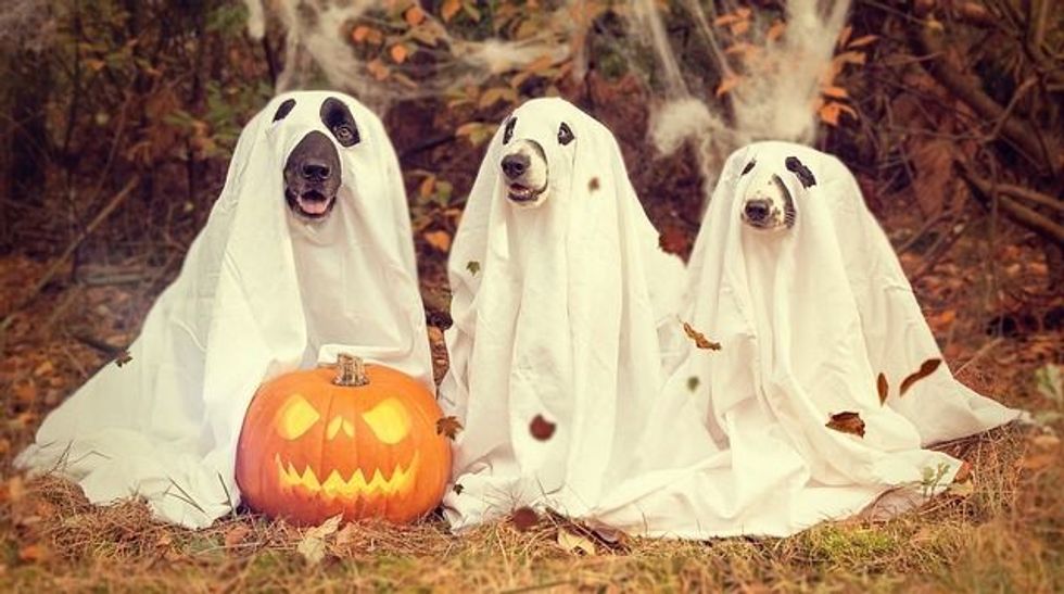 An image showing three dogs covered in white like a ghost with a Halloween pumpkin in a forested background