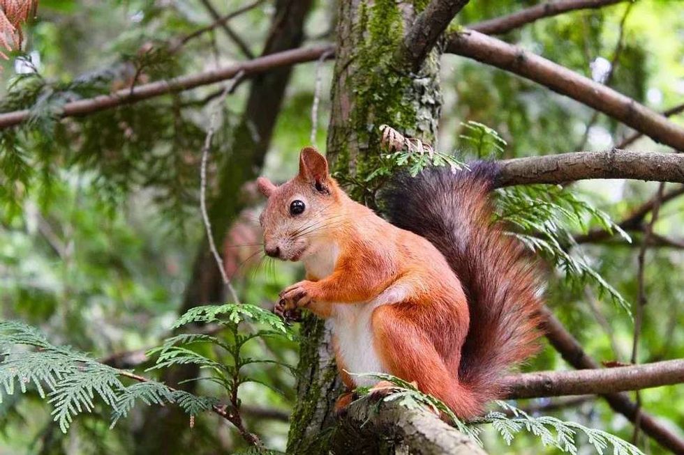 An interesting baby squirrel care fact is they often can't take care of themselves when they are younger than the age of eight weeks.