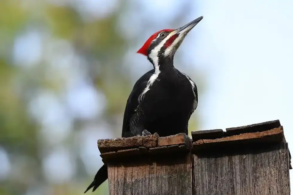 An interesting fact about a woodpecker tongue is when this bird sleeps, the tongue wraps around the skull of the bird, protecting it from harm.