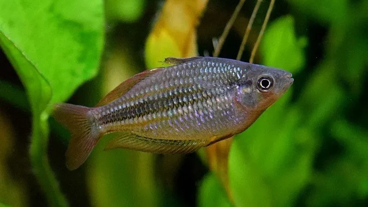 Fun Kamaka Rainbowfish Facts For Kids | Kidadl