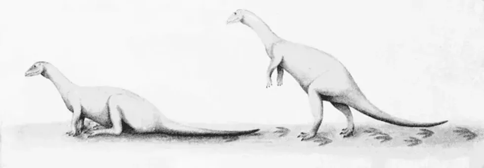 An interesting Pleurosaurus fact is that it is a marine species that lived in the late Jurassic period.
