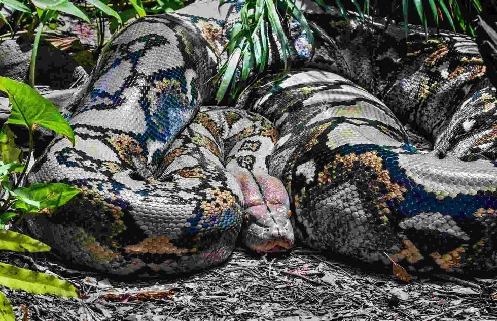 Anacondas do not use their teeth to bite their prey.
