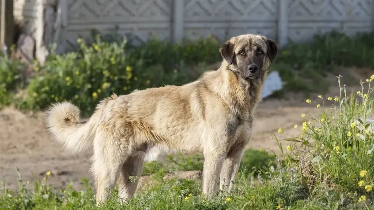 Anatolian Shepherd dog facts are fascinating.