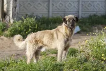 Anatolian Shepherd dog facts are fascinating.