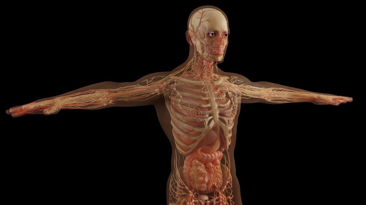 Anatomical illustration of a human figure displaying internal organs, skeletal structure, and the vascular system.