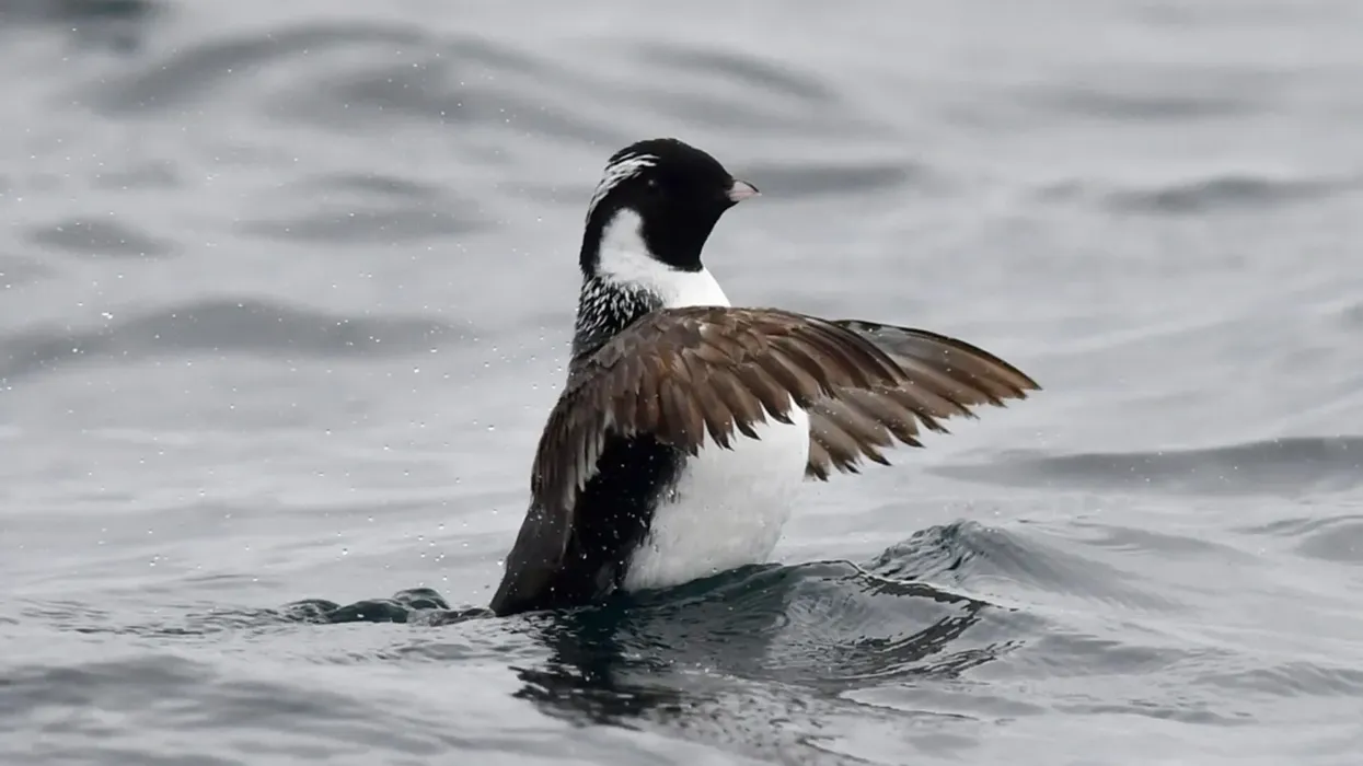 Ancient murrelet facts are interesting.