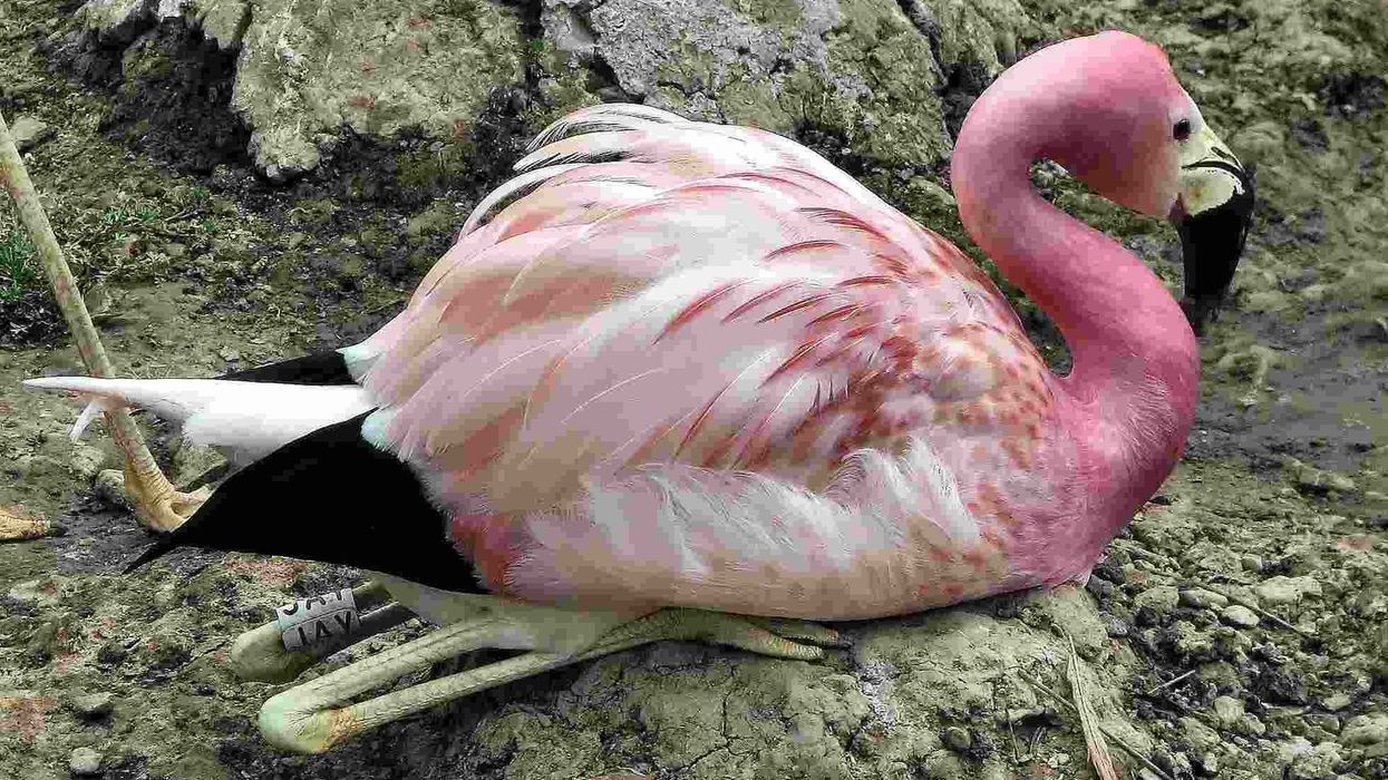 Andean flamingo facts help us to know more about this beautiful bird species.