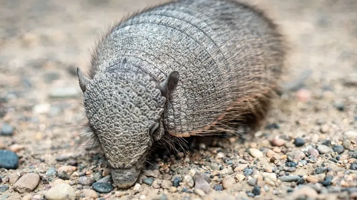 Andean hairy armadillo facts are rare and interesting to read.