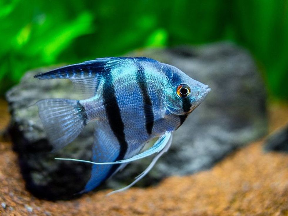 Angelfish in tank fish with blurred background.