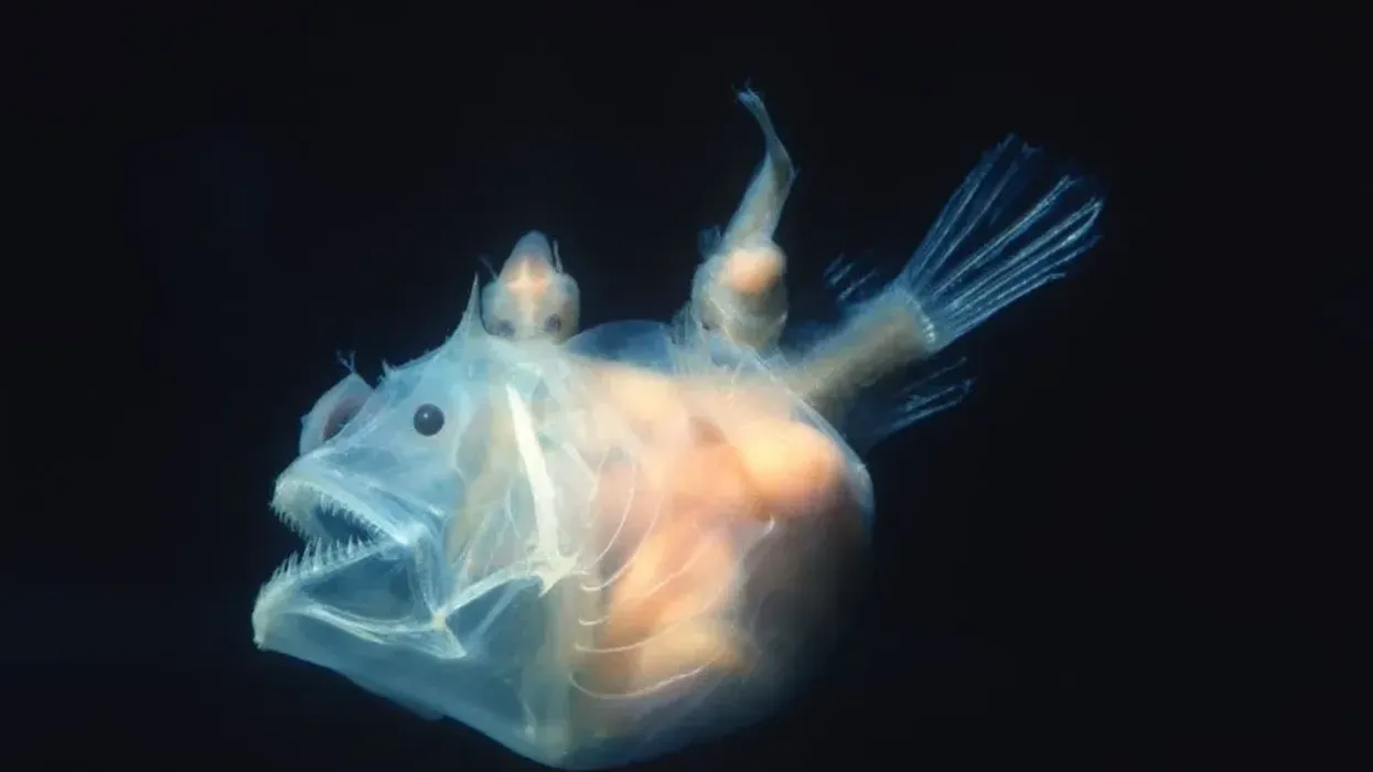 Anglerfish fish facts are extremely informative and full of interesting information.