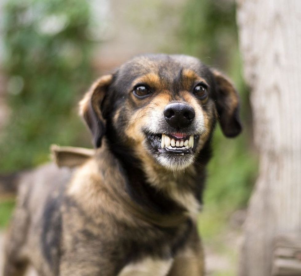 Angry dog aggressively Growling.